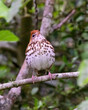 The wood thrush (Hylocichla mustelina) perchrd on a tree branch