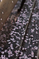 Sticker - Spring vegetation in the forest