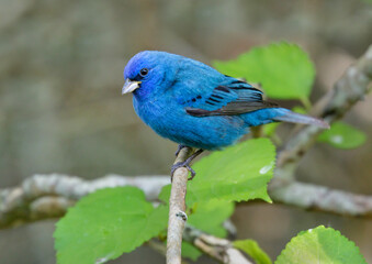 Wall Mural - Indigo bunting (Passerina cyanea) male during spring migration in Galveston, Texas, USA.