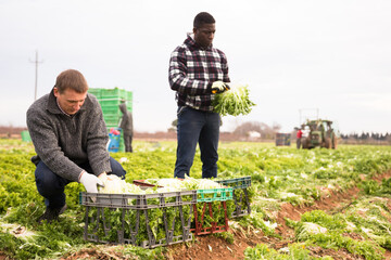 Sticker - Portrait of men gardeners picking harvest of lettuce to crates in garden