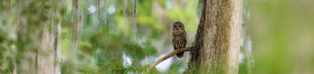 Wall Mural - A barred owl in southern Florida 