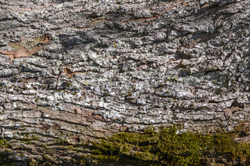 old tree bark with moss as background 4