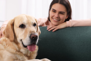 Poster - Cute Labrador Retriever with happy woman at home, focus on dog