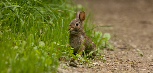 Wall Mural - The Art of Listening: Capturing the Moment a Wild Cottontail Rabbit Hears Every Sound in its Surroundings.  Wildlife Photography.