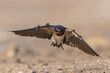 Barn Swallow In Action