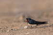 Barn Swallow In Action
