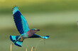 Indian Roller A Blue Bird From India Taking Off