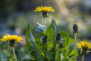 Wall Mural - beautiful flowers of yellow dandelions in nature in warm summer or spring on meadow in sunlight, sel