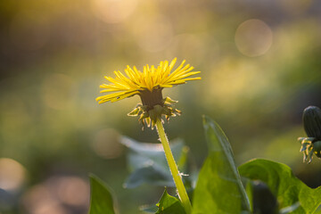 Wall Mural - Beautiful flowers of yellow dandelions in nature in warm summer or spring on meadow in sunlight, selective focuse, German nature.