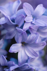 Wall Mural - macro of hyacinthus orientalis, the common hyacinth, garden hyacinth or dutch hyacinth closeup with 