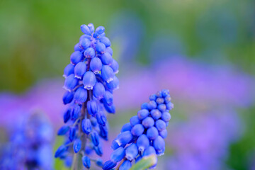 Wall Mural - tender blue muscari flowers in bad pyrmont, germany, closeup.