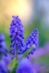 Wall Mural - Tender blue muscari flowers in Bad Pyrmont, Germany, closeup.