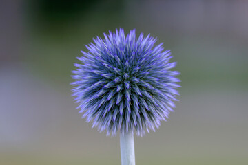 Wall Mural - ball thistle veitchs blue in a garden closeup.