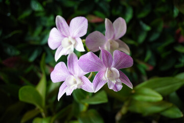 Sticker - pink orchid flower, Orchid. Beautiful orchid flowers, selective focus