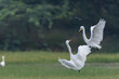 Intermediate Egrets Sparring