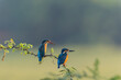 Common Blue Kingfisher Pair Sitting on a Perch