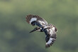 Pied Kingfisher In Flight 