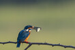 Common Blue Kingfisher With a Fish Catch
