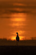 Silhouette of a bird against rising Sun