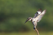 Pied Kingfisher In Flight 