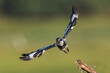 Pied Kingfisher In Flight With a Fish Catch