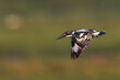 Pied Kingfisher Flying