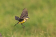 Yellow Wagtail Taking Off From Its Perch