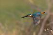 Common Blue Kingfisher in Flight Taking off