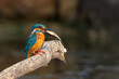Small Common Blue Kingfisher With a Fish Catch