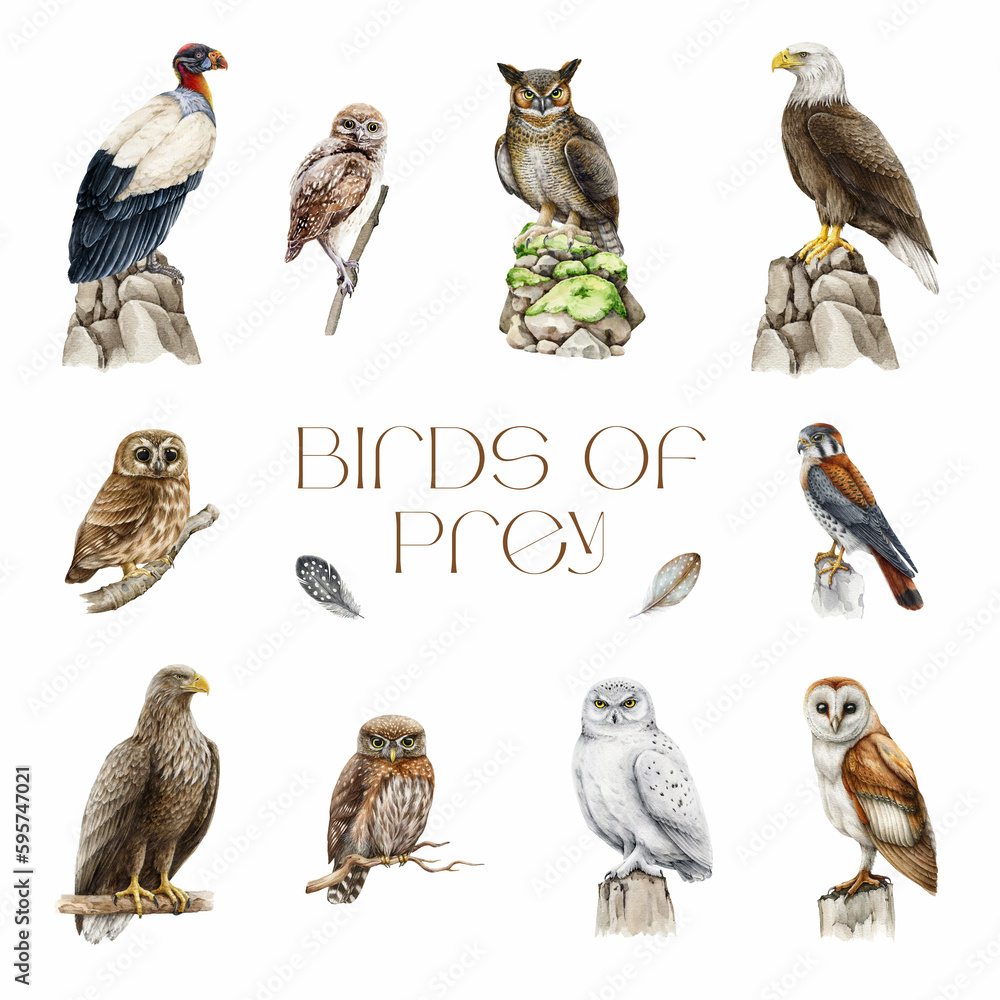 Birds of prey watercolor illustration set. Hand painted predatory bird  collection. Owl, eagle, vulture owlet, kestrel detailed realistic images.  Different wild hunter birds set. White background Stock Illustration |  Adobe Stock, image size:1000x1000