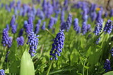 Fototapeta Lawenda - blue muscari flowers bloom in a spring garden