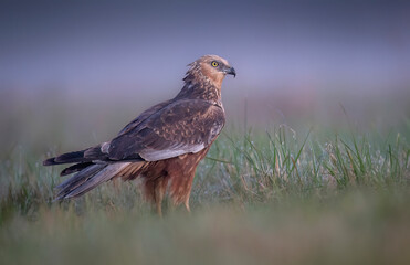 Canvas Print - Western Marsh harrier ( Circus aeruginosus )  - male