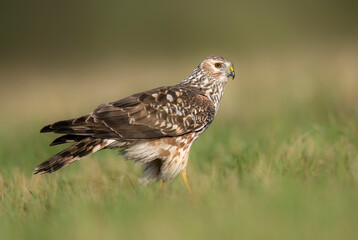 Wall Mural - Hen Harrier (Circus cyaneus) close up