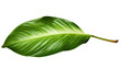 Tropical tree leaf isolated 