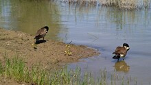Geese And Goslings On Shore Of River In California 