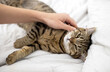 tabby cat on bedroom bed blanket sleeping and owner woman girl hand petting animal domestic pet kitty cute female