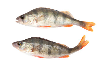 Canvas Print - Perch fish isolated on a white background.