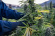 © DGC - Close-up of a harvest worker cutting a cannabis plant in an outdoor field of marijuana on a marijuana farm