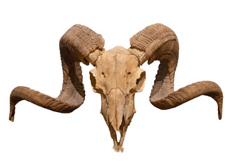 Ram skull with horns isolated