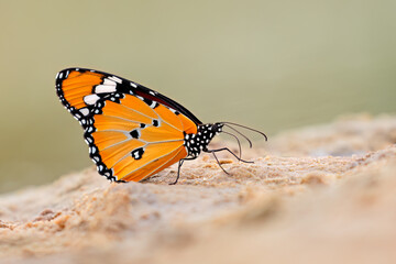 Wall Mural - An African monarch (Danaus chrysippus) butterfly sitting on sand, South Africa.