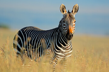 Wall Mural - a cape mountain zebra (equus zebra) in natural habitat, mountain zebra national park, south africa.