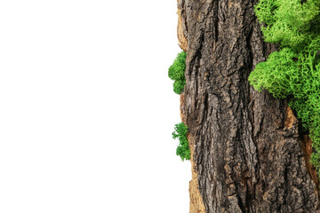 Wood with moss isolated on white background, PNG