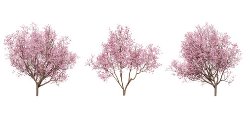 cherry blossom tree on a transparent background