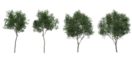 olives young tree on a transparent background