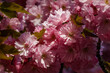 Delicate pink sakura flowers in spring. Seasonal wallpaper. Cherry blossoms close up. Floral banner.