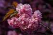 Delicate pink sakura flowers in spring. Seasonal wallpaper. Cherry blossom branch on blurred background. Cherry blossoms close up. Floral banner.