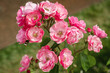 bunch of  pink flower on blooming rose bush