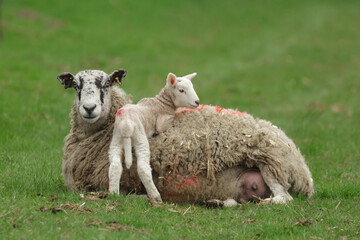 Wall Mural - Mother sheep lying down in green field with her newborn lamb resting across her back.  Clean background.  Horizontal. Copy space.  Springtime in the Yorkshire Dales, UK.