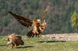 © Gustavo Palacios - Adult Bearded Vulture landing on the ground amongst vultures