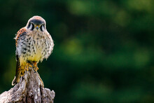Static Photo Of American Kestrel, Latin Name Falco Sparverius. This Is The Smallest Falcon In North America.